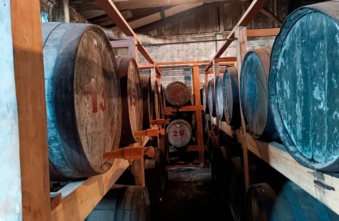 Envelhecimento com Carvalho Europeu